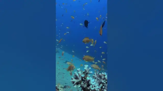 Video thumbnail for Magical Underwater World 4K #shorts