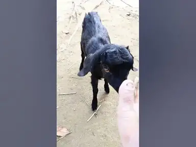 'Video thumbnail for Goat #shorts #ytshorts #viral'