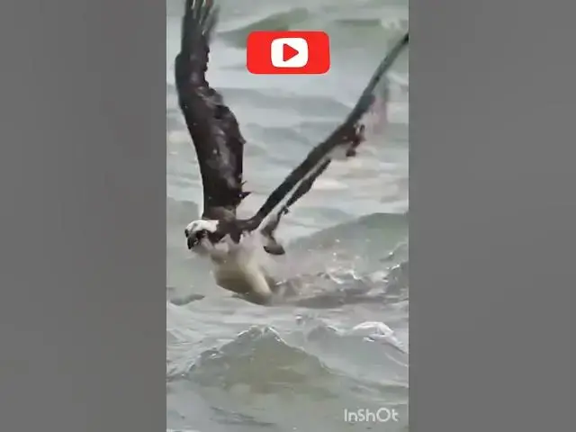 Video thumbnail for Ocean Eagle #viral #shorts