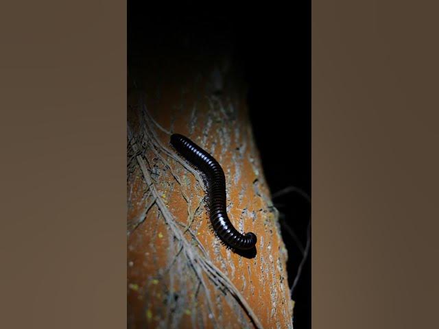 Video thumbnail for Millipede Up Close | African Jungle 🌿 — 32 Seconds of Pure Nature