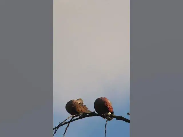 Video thumbnail for Female & Male  Dove Love ep.0003  #birds #nature #nest #birdnest #birdslover #birdeggs
