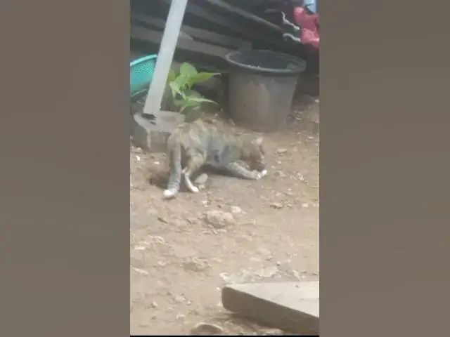 Video thumbnail for Cray Babies Wild Cat EP.053 #cat #shortcat #catchcatch #bitcat  #animals #cute #catlover  #cutecat