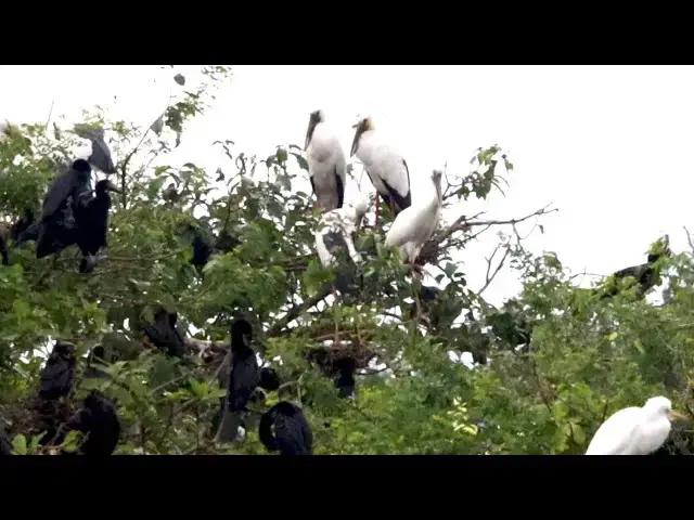 'Video thumbnail for កូនក្អែក កូនកុកស យំពេញសំបុក'