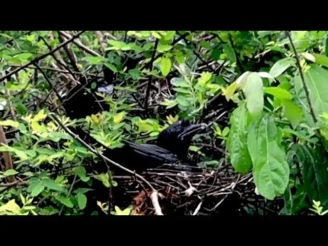 'Video thumbnail for សំបុកក្អែក ច្រើនណាស់នៅទីនេះ'