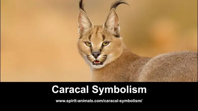 Video thumbnail for Caracal Symbolism