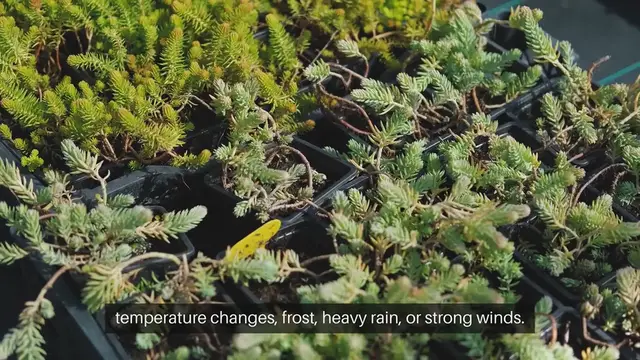 Video thumbnail for Protecting Plants During Sudden Weather