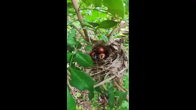 Video thumbnail for All Birds  #babybird #dove #dovebird #nestbird #shortbird #nestdove #birdeat #birdfeed