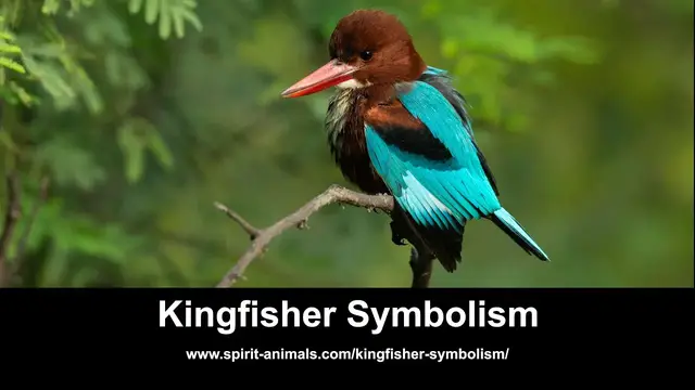 Video thumbnail for Kingfisher Symbolism
