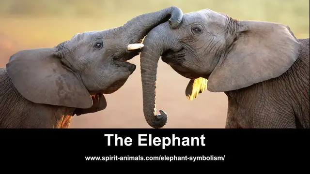 Video thumbnail for The Elephant