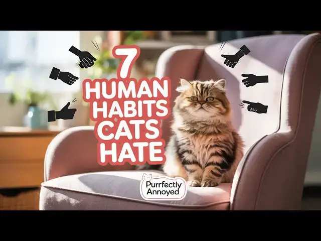 'Video thumbnail for 7 Things You Do That Annoy Your Cat (And What To Do Instead)'
