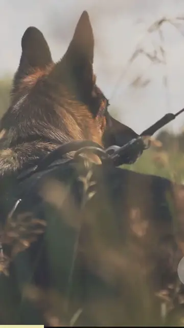 Video thumbnail for The ultimate working dog