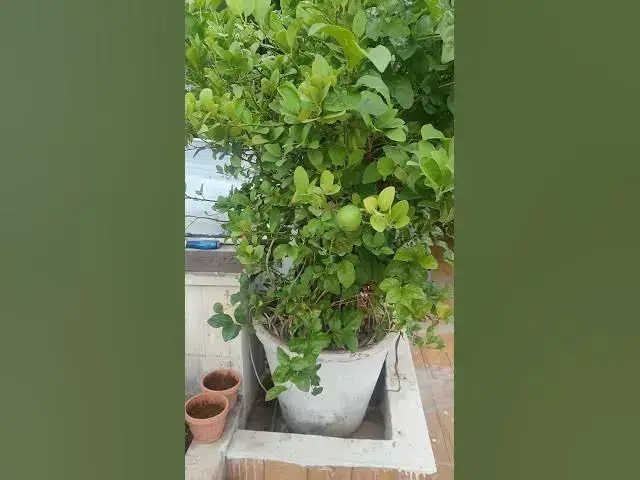 Video thumbnail for lemon tree#nature love #beautiful nature #relaxing music#trending #youtubevideos #subscribe