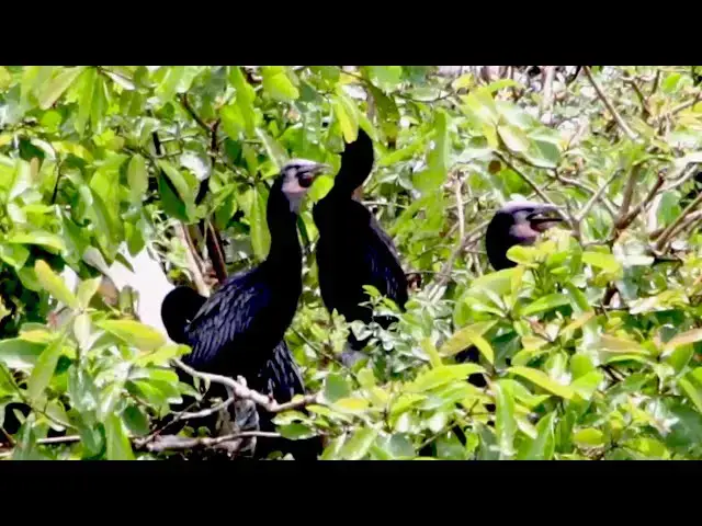 'Video thumbnail for កូនសត្វក្អែកទឹក យំស៊ីចំណីខ្លាំងណាស់'