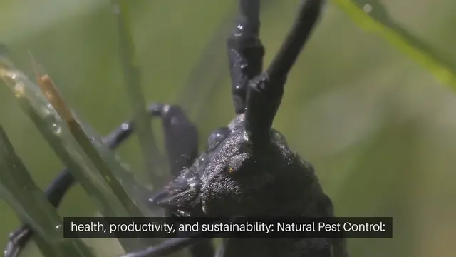 Video thumbnail for Benefits of Companion Planting