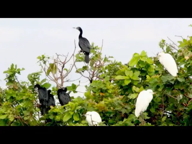'Video thumbnail for កូនសត្វក្អែកទឹក រៀនទះស្លាប នៅលើសំបុក'