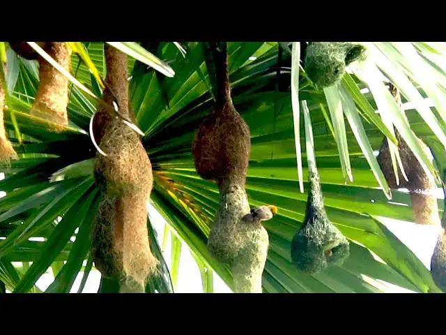 Video thumbnail for The Maya bird  making nest