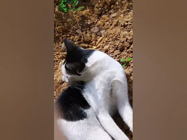 Video thumbnail for cute of ice Cat EP11 #cat #cateat #viralcat #topcat #catlife #shortcat  #fredingcat