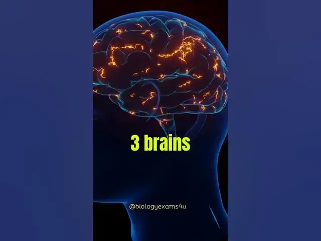 Video thumbnail for Do we have 3 Brains?