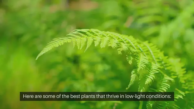 Video thumbnail for Best Plants for Shady Areas in Your Landscape