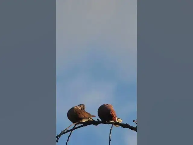 Video thumbnail for Wild Top  Dove Love ep.0013 #birds #nature #nest #birdnest #birdslover #birdeggs #birdsounds