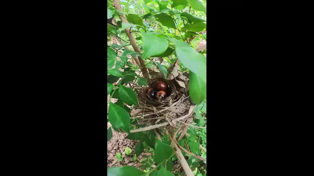 Video thumbnail for Egg Bird Growth #babybird #dove #dovebird #nestbird #shortbird #nestdove #birdeat #birdfeed