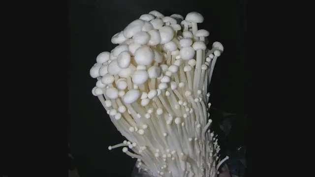 Video thumbnail for Growing Enoki Mushrooms: A Quick Guide