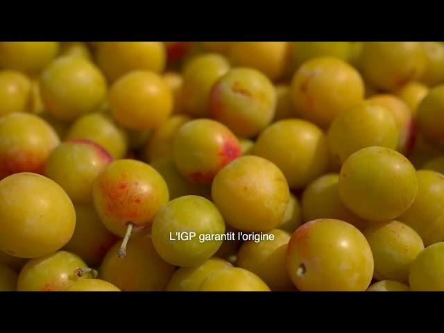 Video thumbnail for 80 % des mirabelles du monde viennent… de Lorraine ! 🥇🇫🇷