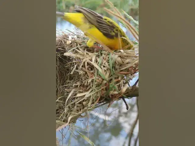 Video thumbnail for Male of Golden Bird #Female #Golden #Feed #Baby #Nest #Start #Results  #birdhome #birdnestandbaby