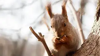 Video thumbnail for Squirrel as a Pet: Pros, Cons, Is It Worth Getting?