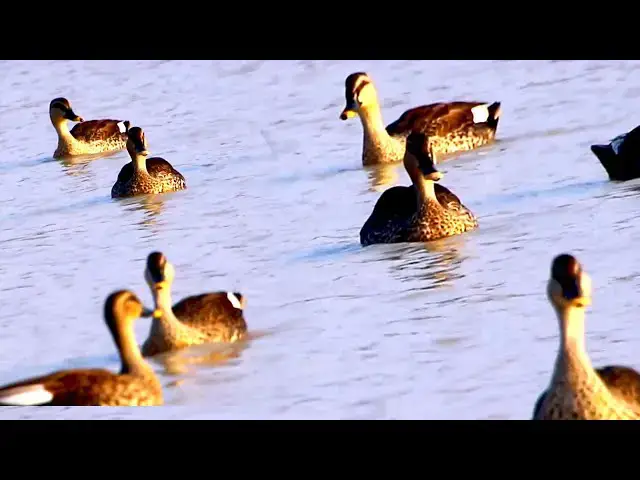 Video thumbnail for The duck forest bird swiming to catch fihs eat alot