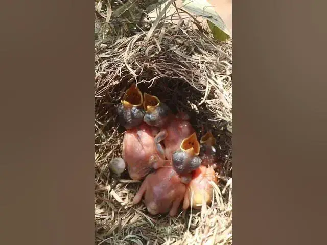 Video thumbnail for Babies Bird Very Hugry Feed  EP#256 #birds #nature #shortvideo #viralvideo #birds #farming #wildlife