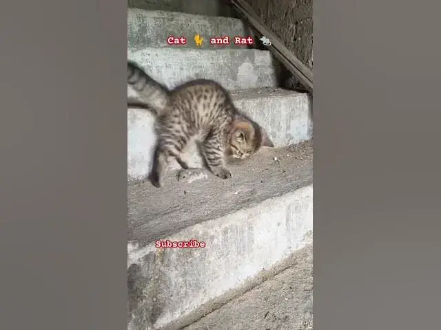 Video thumbnail for Cat 🐈 and Rat 🐀 😂😂😂😂 #johnselephilip