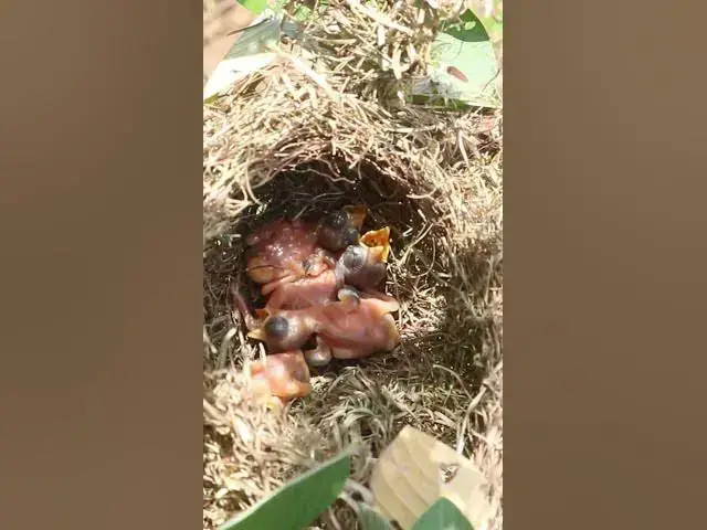 Video thumbnail for Bay Bird Wait Feed EP#001 #birdslover #birdwatch #wildlife #birdwatching #nature #birds