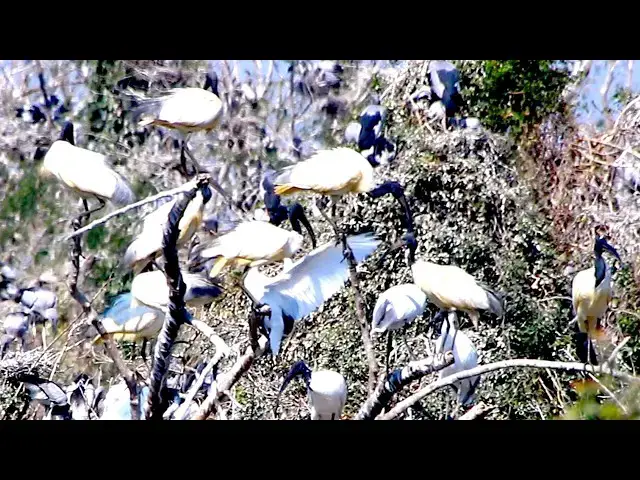 Video thumbnail for Top Wild Birds Life At Avean Foret of Lake - baby birds eat