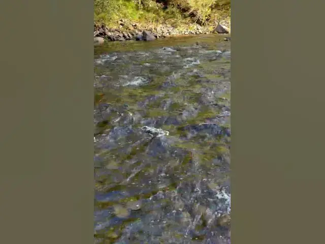 'Video thumbnail for Coastal salmon migrating upstream are so cool!'