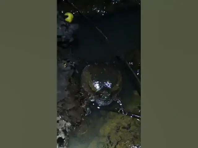 Video thumbnail for Frog try Crying #birdslover #birdnestandbaby #birdnest #birdsounds #nestfornewbie  #nest #birds