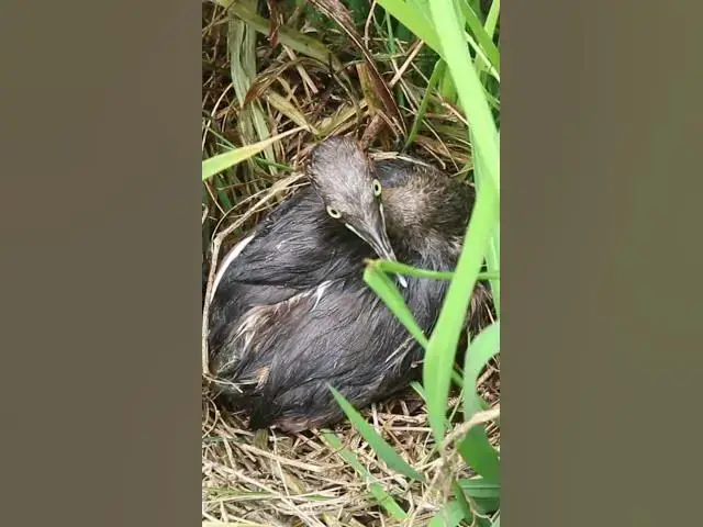 Video thumbnail for White Duck wild in Nest #Female #Golden #Feed #Baby #Nest #Start #Results