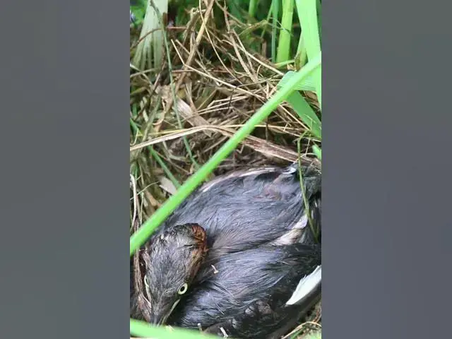 Video thumbnail for Top White Duck wild in Nest #Female #Golden #Feed #Baby #Nest #Start #Results
