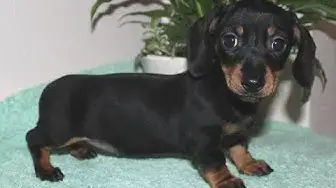 Video thumbnail for 150+ Best Dachshund Dog Names