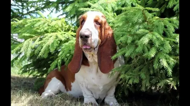 Video thumbnail for What Do Basset Hounds Need?