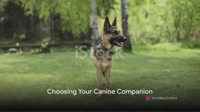 Video thumbnail for  German Shepherd vs Rottweiler Unveiling