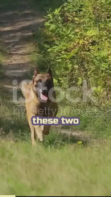 'Video thumbnail for breed comparison (1)'