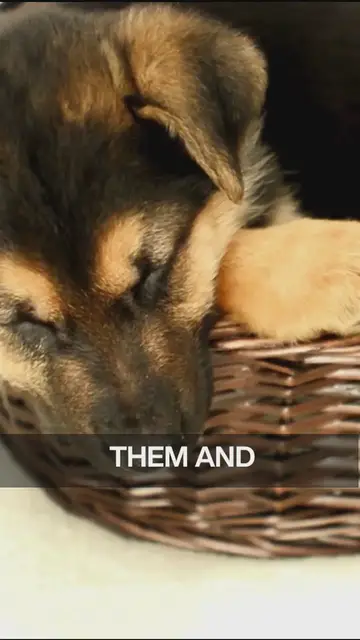 'Video thumbnail for crucial puppy development stages'