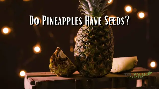 'Video thumbnail for Do Pineapples Have Seeds?'