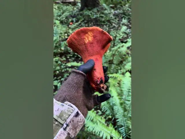 'Video thumbnail for Not often I find a lobster mushroom in this condition! It is prime time for fall mushrooms! 🍄‍🟫'