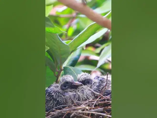 Video thumbnail for All Babies Doveii ep03 #birds #babyanimal #nature #flyingwiththedove #babybird #wildlife #wilddove