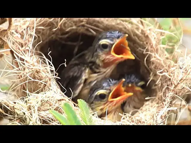 Video thumbnail for Wild mother's cuckoo bird feed food to baby's cuckoo in nest