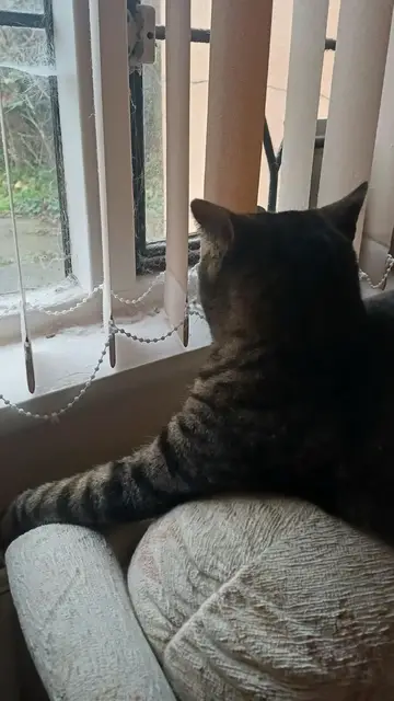 Video thumbnail for Cat and Bird