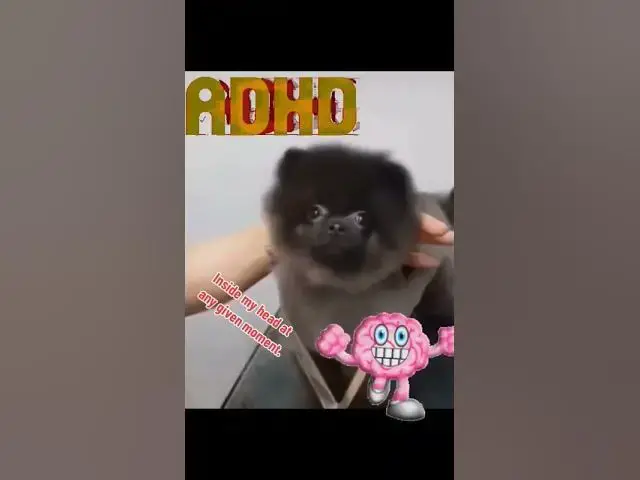 Video thumbnail for #ADHD #ND #NEURODIVERGENT #NEUROSPICY #funny #pnw