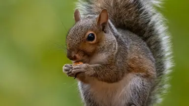 'Video thumbnail for What Do Squirrels Eat? A Guide to Their Diverse Diet'